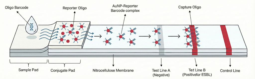 LFA Diagram - Sandwich Hybridization